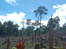 Area bekas perkebunan sawit ilegal di Bentang Alam Seblat yang berhasil dikuasai kembali oleh Kemenhut dalam operasi di Bengkulu, Selasa (2/12/2025). (Dok. Istimewa)